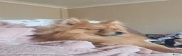 Pomeranian dogs for sale: Pomeranian 23 mths old male - Advert 5