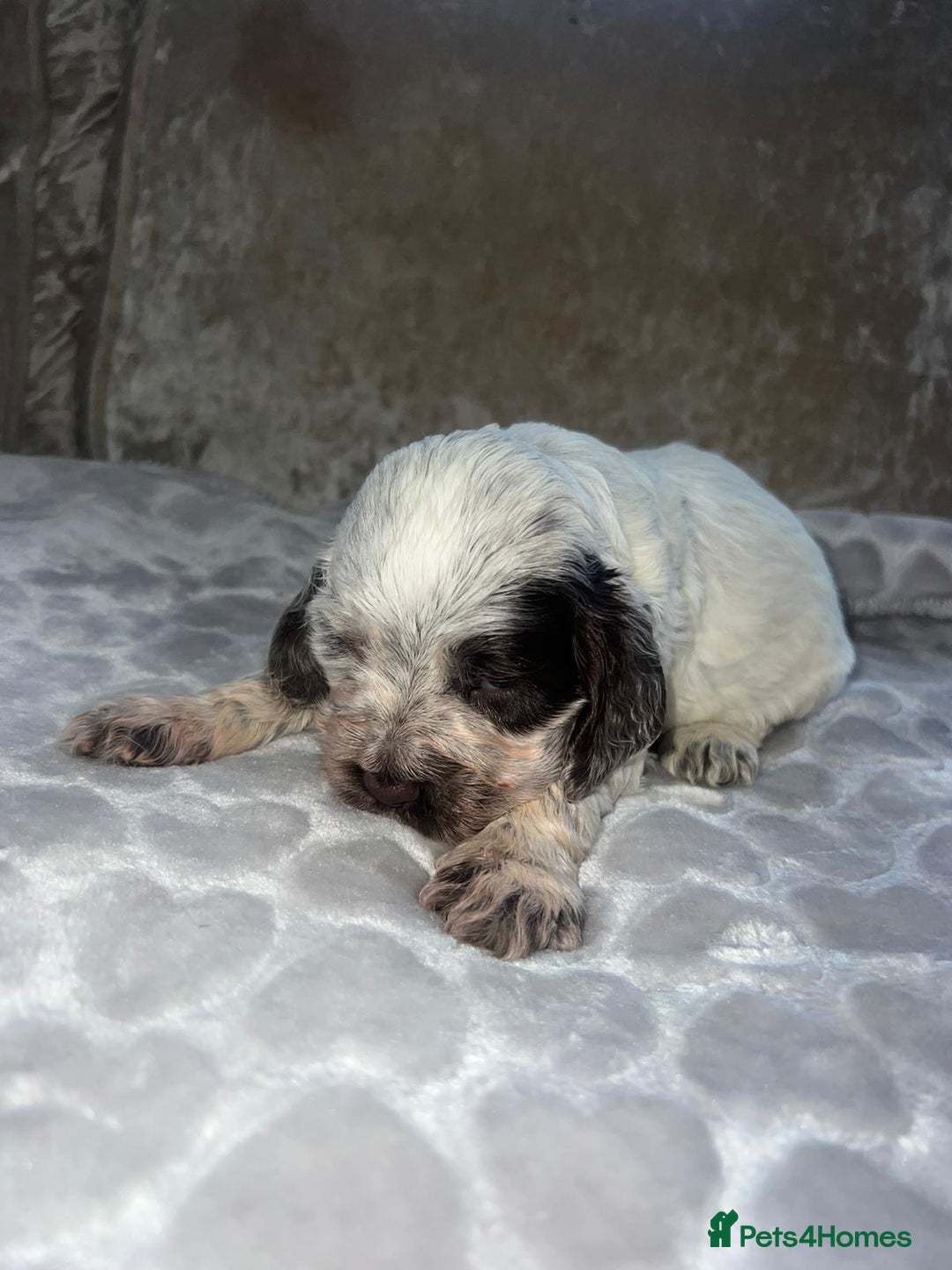 Cocker Spaniel dogs for sale: Kc registered show cocker spaniels  - Advert 6