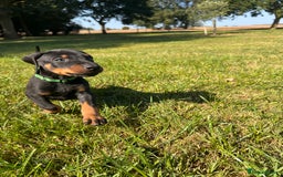 Dobermann dogs for sale: Ready now, Outstanding KC Reg Dobermann puppies - Image 13