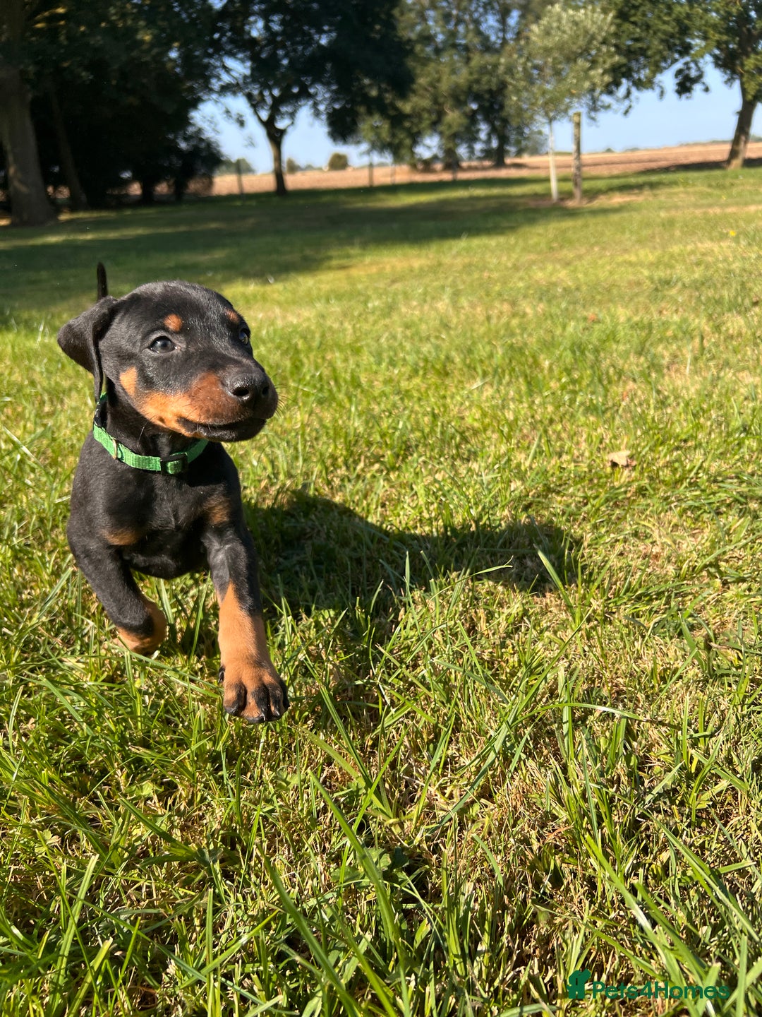 Dobermann dogs for sale: Ready now, Outstanding KC Reg Dobermann puppies - Image 13