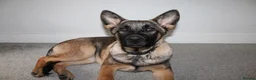 Belgian Shepherd Dog dogs for sale: Belgian Malinois for rehoming - Advert 2