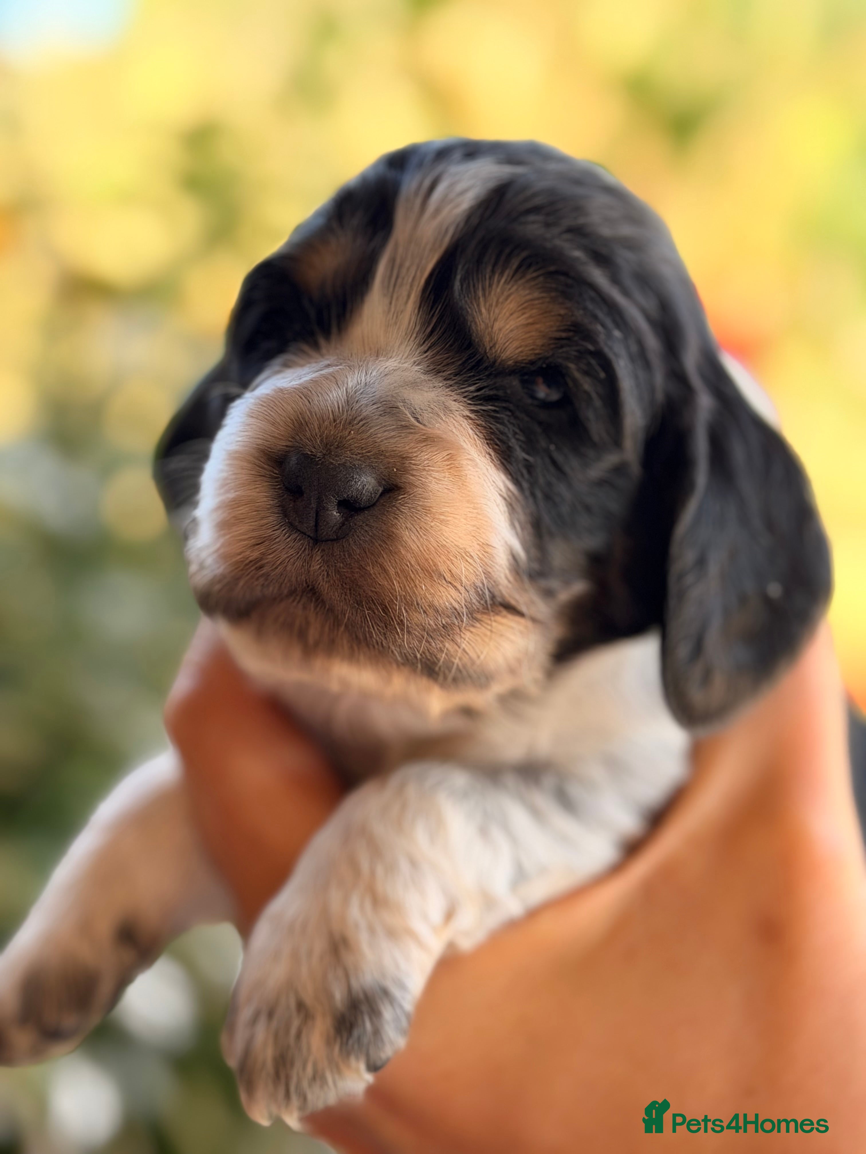 Cocker Spaniel dogs Pedigree Show Cocker Spaniel Puppies - Advert 2