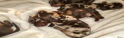 Miniature Dachshund dogs for sale: Dapple Miniature Dachshund in Leeds - Advert 9