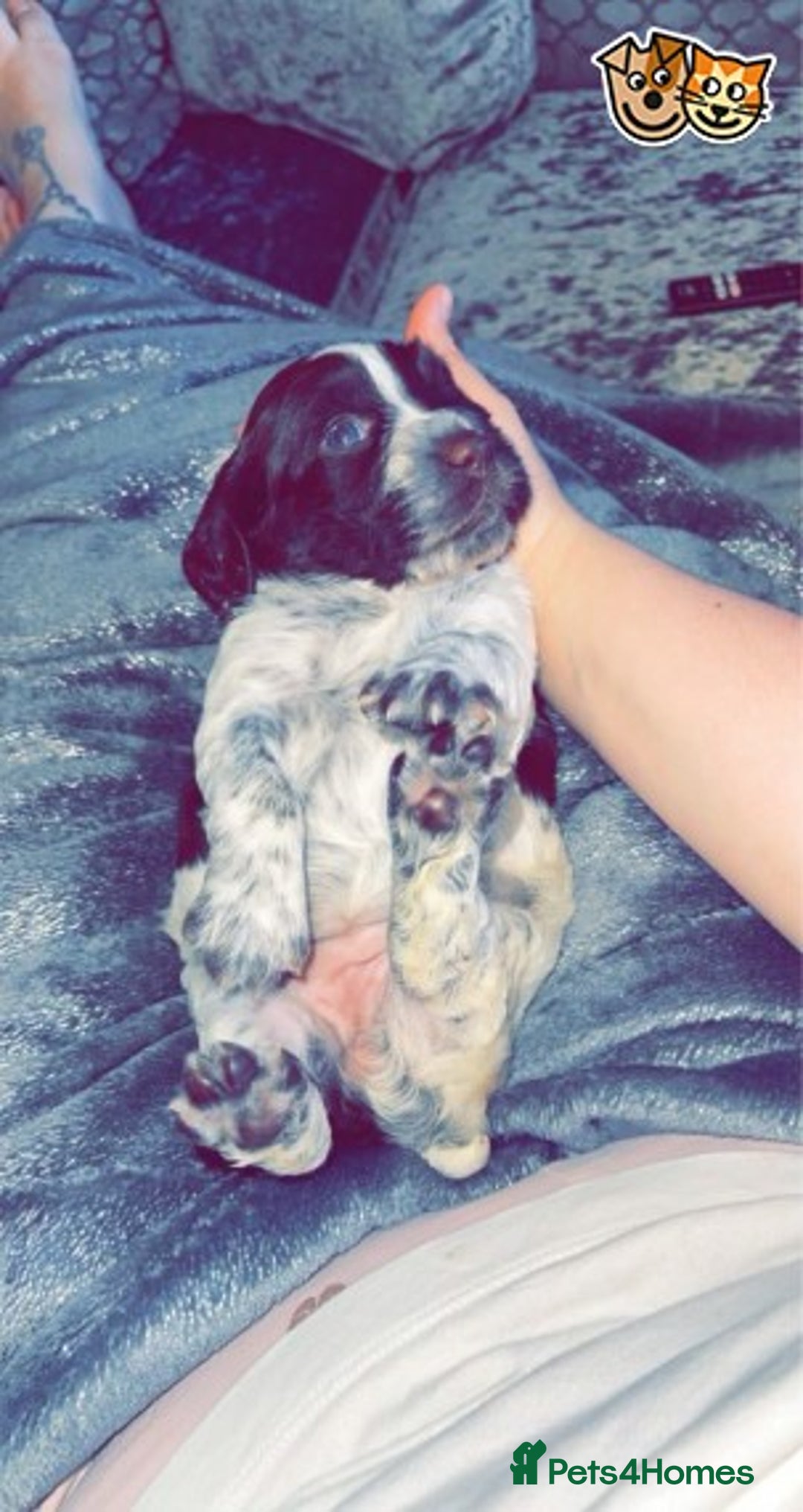 Cocker Spaniel dogs for stud: AT STUD PROVEN CHOC ROAN COCKER KC REG in Gateshead - Advert 6