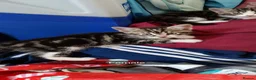British Shorthair cats for sale: Ready for forever homes  - Advert 4