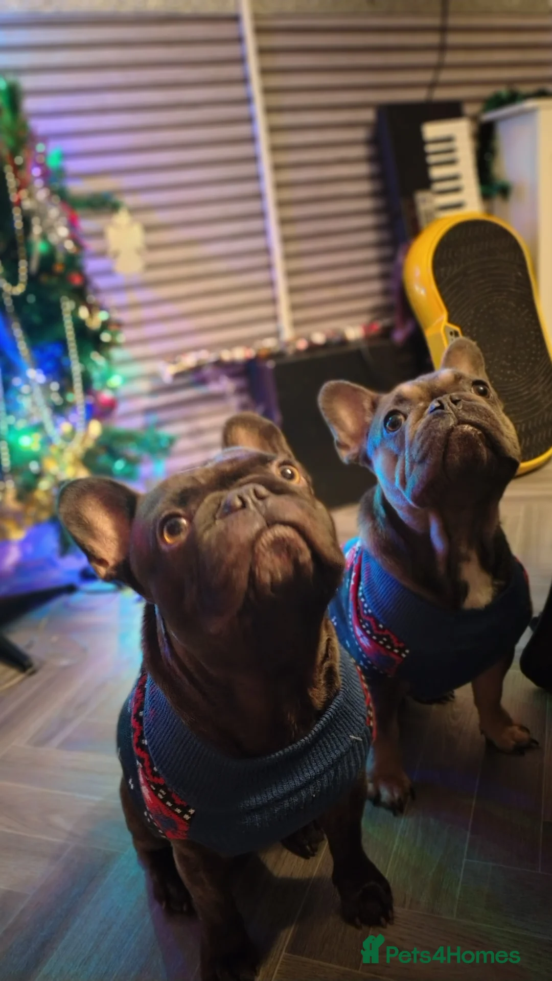 French Bulldog dogs for sale: French Bulldogs Need a Knowledgeable Home - Advert 8