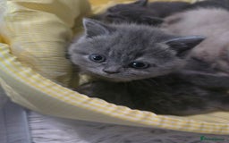 British Shorthair cats for sale: A charming kitten will be available in December. - Image 1
