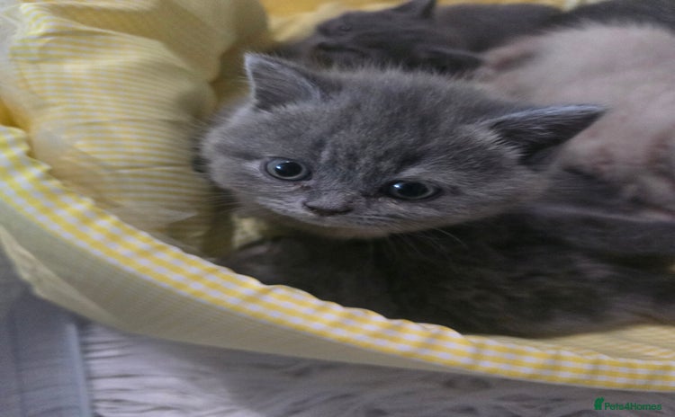 British Shorthair cats - Advert 3