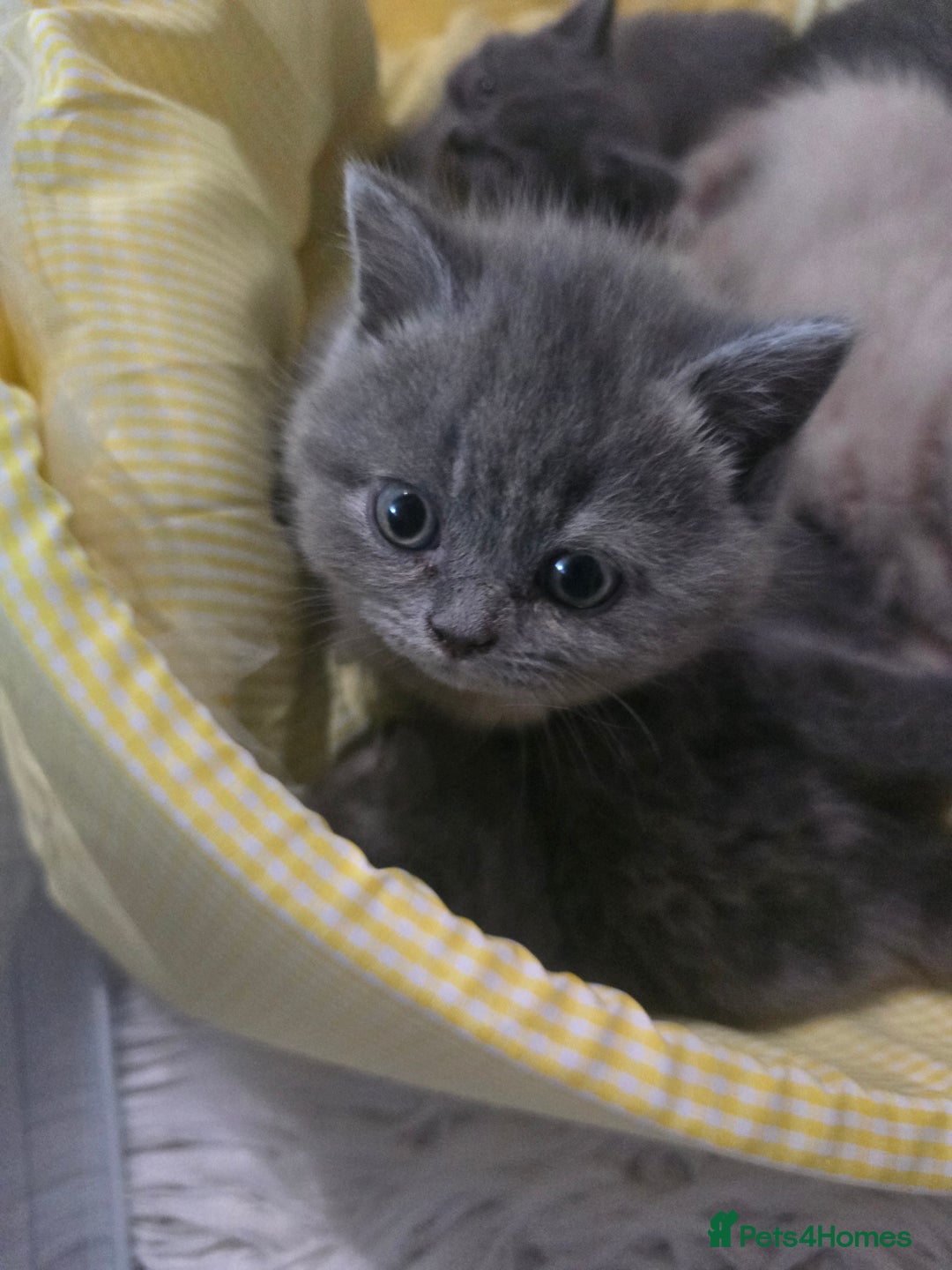 British Shorthair cats for sale: A charming kitten will be available in December. - Image 1