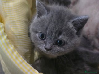 British Shorthair cats - Advert 15