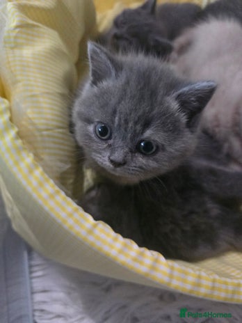 British Shorthair cats - Advert 3