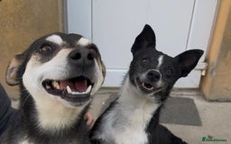 Mixed Breed dogs for adoption: Ginnie and Freddie 🐾 bonded couple  - Image 7