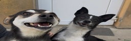 Mixed Breed dogs for adoption: Ginnie and Freddie 🐾Have been Adopted   - Advert 7