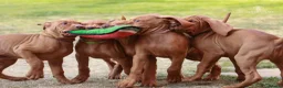 Hungarian Vizsla dogs for sale: High Quality Hungarian Vizsla Puppies - 2 boys - Advert 6