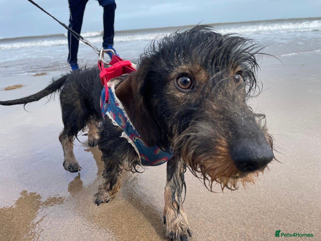 Dachshund dogs for sale: Wire haired dachshund  - Image 2