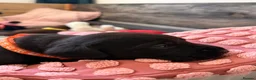 Labrador Retriever dogs for sale: Beautiful Chocolate & Black Labrador Puppies in Torquay - Advert 24