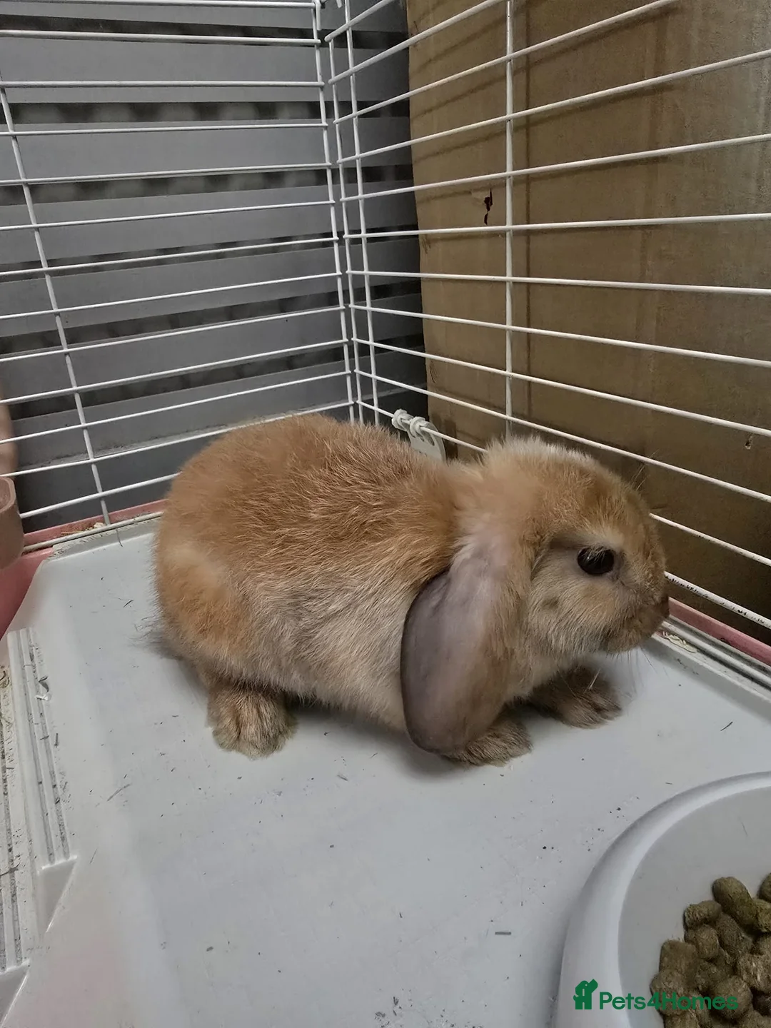 Mini Lop rabbits for sale: Mini lop in Milton Keynes - Advert 2