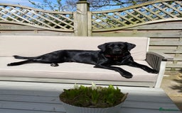 Labrador Retriever dogs for stud: KC Labrador, Health and DNA-Tested, Proven Stud in Cobham - Image 12