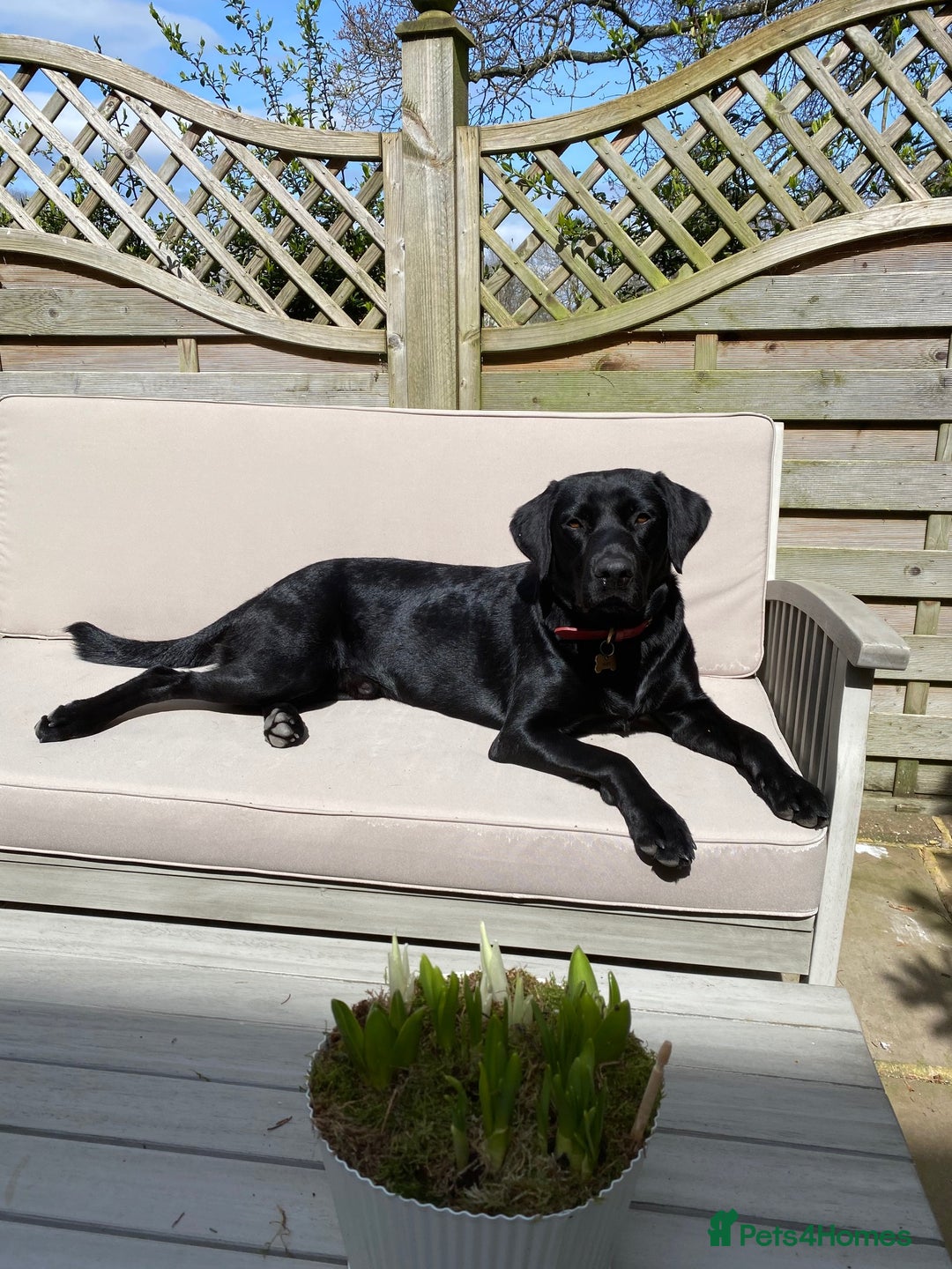 Labrador Retriever dogs for stud: KC Labrador, Health and DNA-Tested, Proven Stud in Cobham - Image 12