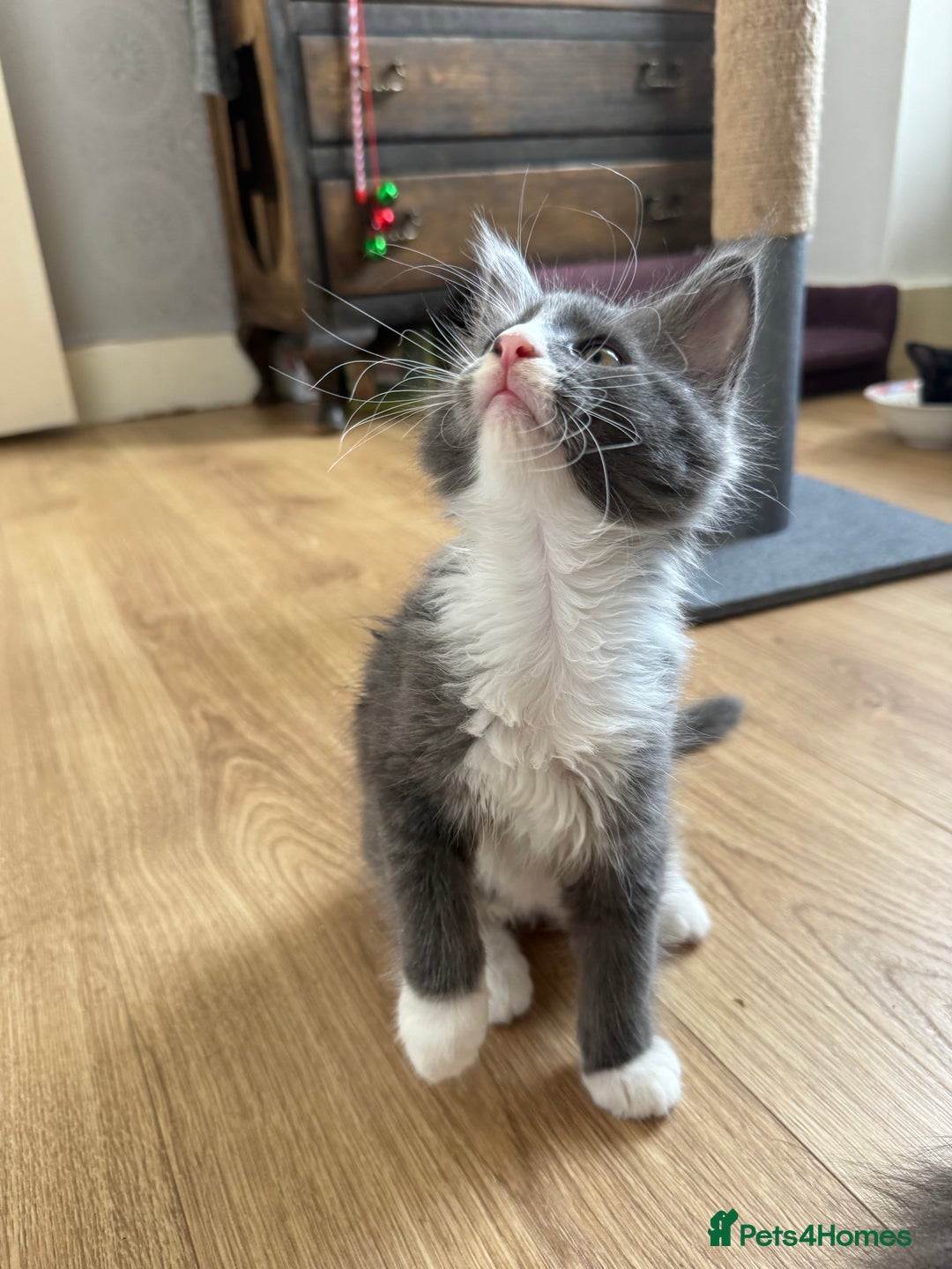 Maine Coon cats for sale: TICA registered large MaineCoon polydactyl kittens - Image 32