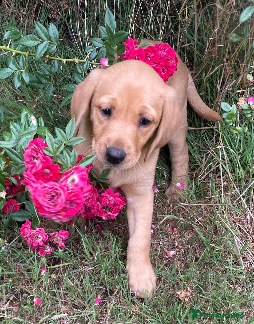 Labrador Retriever dogs for sale: Beautiful Health Checked Female KC Reg Lab Pup - Image 13