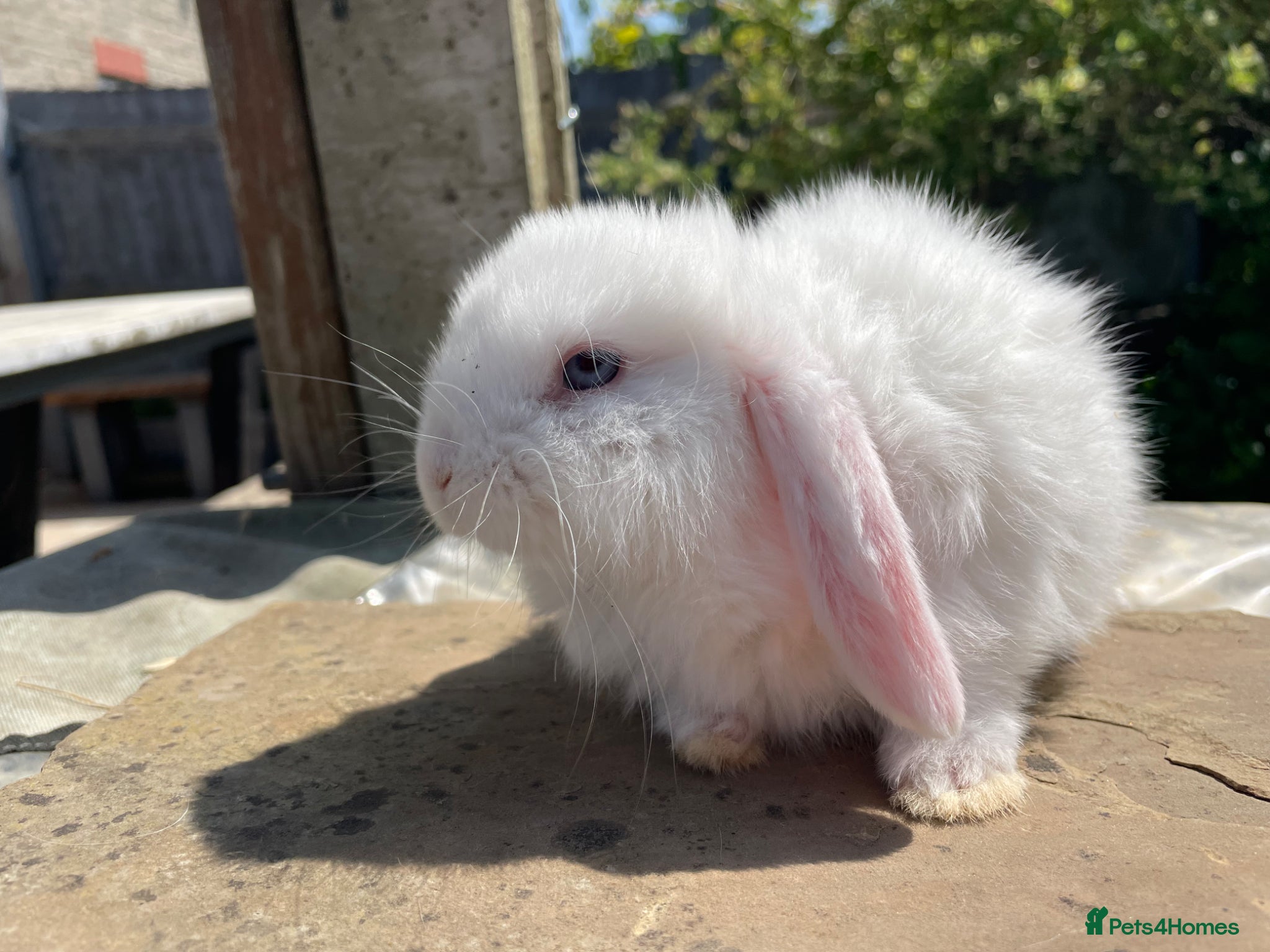 Mini Lop rabbits Mini lops ready to reserve  - Advert 13