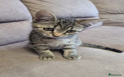 Mixed Breed cats for sale: Adorable Kittens Looking for Loving Homes! - Image 6