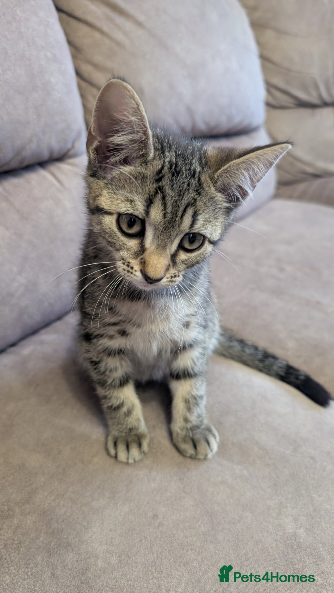 Mixed Breed cats for sale: Adorable Kittens Looking for Loving Homes! - Image 6