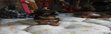 Yorkshire Terrier 2