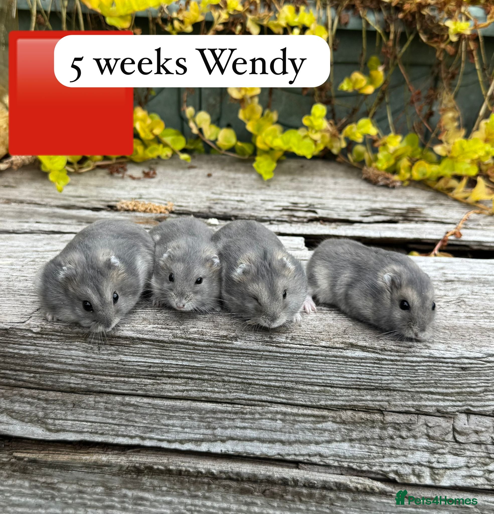 Hamster rodents for sale:  Beautiful baby winter white russian hamsters - Advert 4