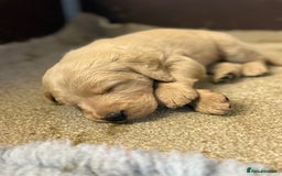 Labradoodle dogs for sale: 6 beautiful labradoodles - Advert 9