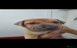 Mixed Breed dogs for sale: Female Puppy - collect today for £350 - Image 4