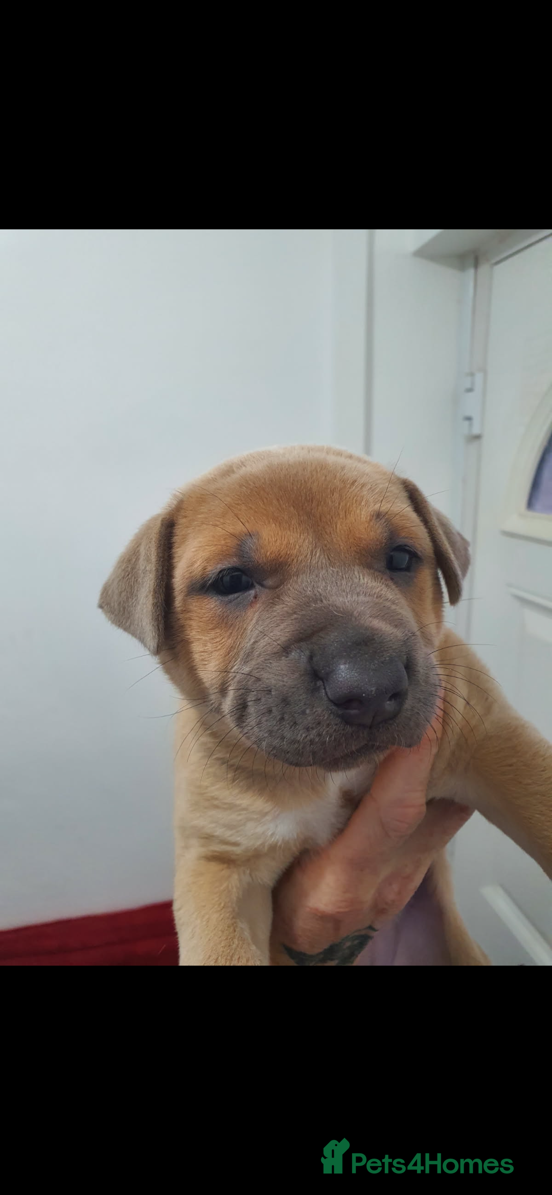 Mixed Breed dogs for sale: Female Puppy - collect today for £350 - Image 4
