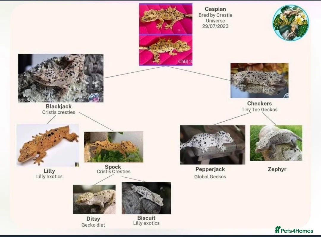 Gecko reptiles for sale: Super Dalmatian Crested Gecko £380 - Advert 5