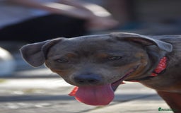 Mixed Breed dogs for sale: Staffy X Dachshund - Image 3