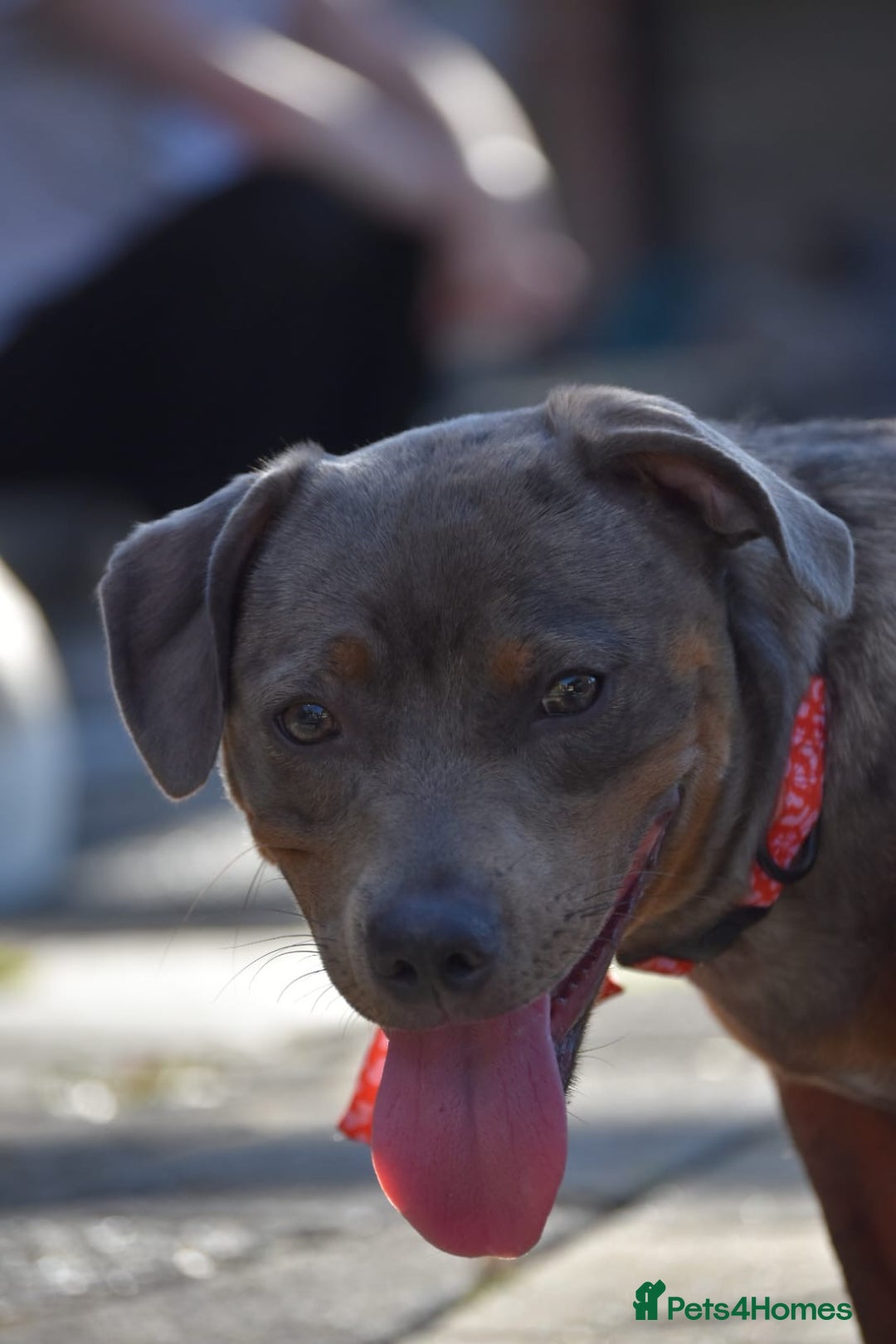 Mixed Breed dogs for sale: Staffy X Dachshund - Image 3