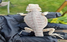 Bearded Dragon reptiles for sale: Two beautiful bearded dragons available  - Image 5