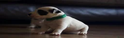 Jack Russell dogs for sale: Short Legged Jack Russel Puppies - Advert 5
