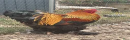 Chickens poultry for sale: 2 x Brahma 11 week old roosters - Advert 4