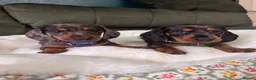 Miniature Dachshund dogs for sale: 6 cute miniature dachshund pupps available  - Advert 19
