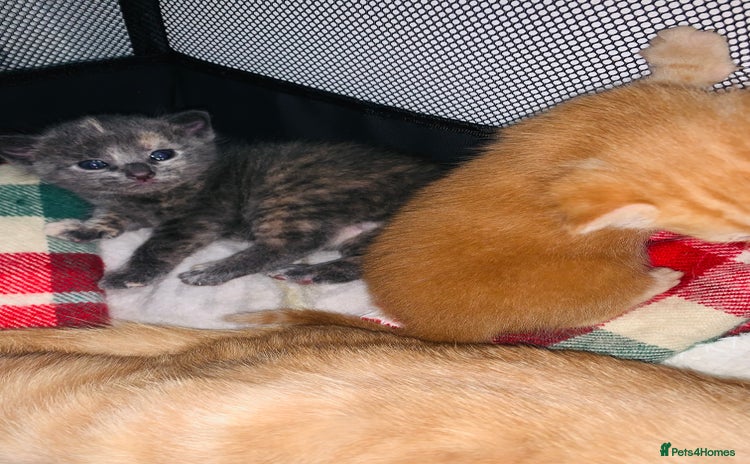 Mixed Breed cats - Advert 16