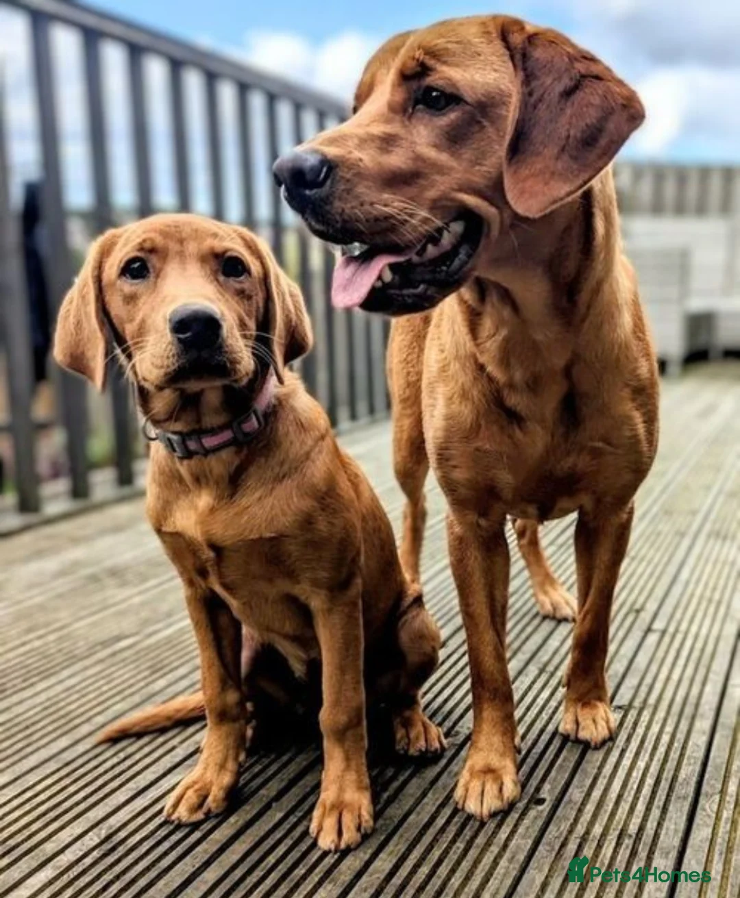 Labrador Retriever dogs for sale: RKC Fox Red Bitch Puppy ready to leave 23rd Feb - Advert 8