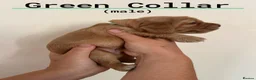 Cocker Spaniel dogs for sale: Pedigree Golden Cocker Spaniels KC Registered in Chigwell - Advert 9