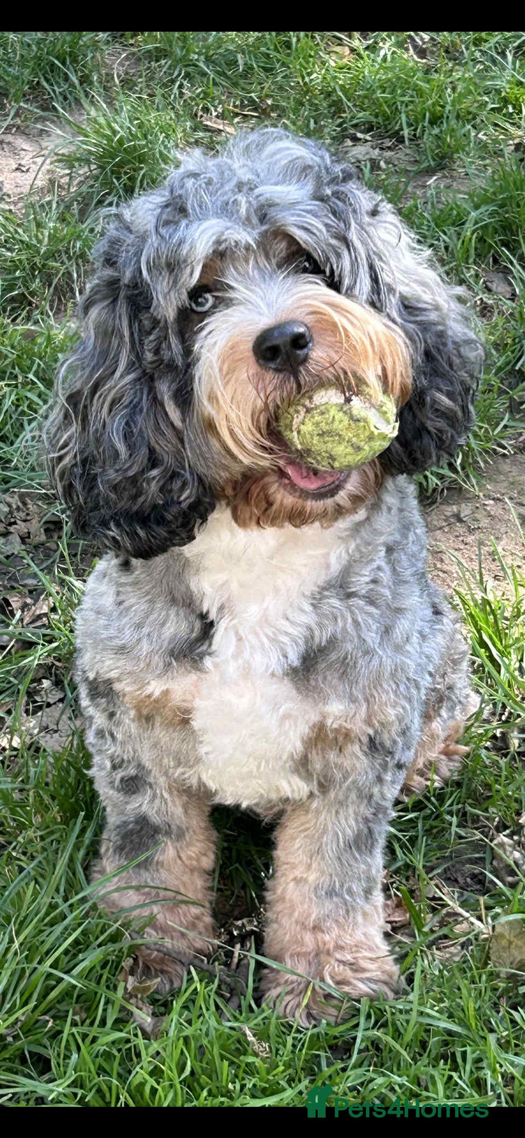 Cockapoo dogs for sale: Nobody chose me - Image 10