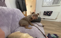 English Bulldog dogs for sale: English bulldog for sale - Image 3