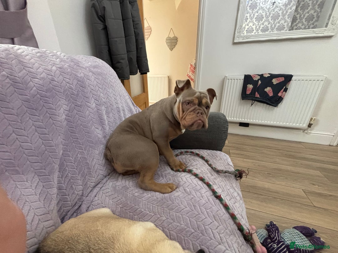 English Bulldog dogs for sale: English bulldog for sale - Image 3