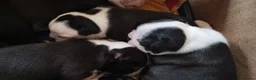Boston Terrier dogs for stud: Small Proven Boston Terrier Stud in Doncaster - Advert 11