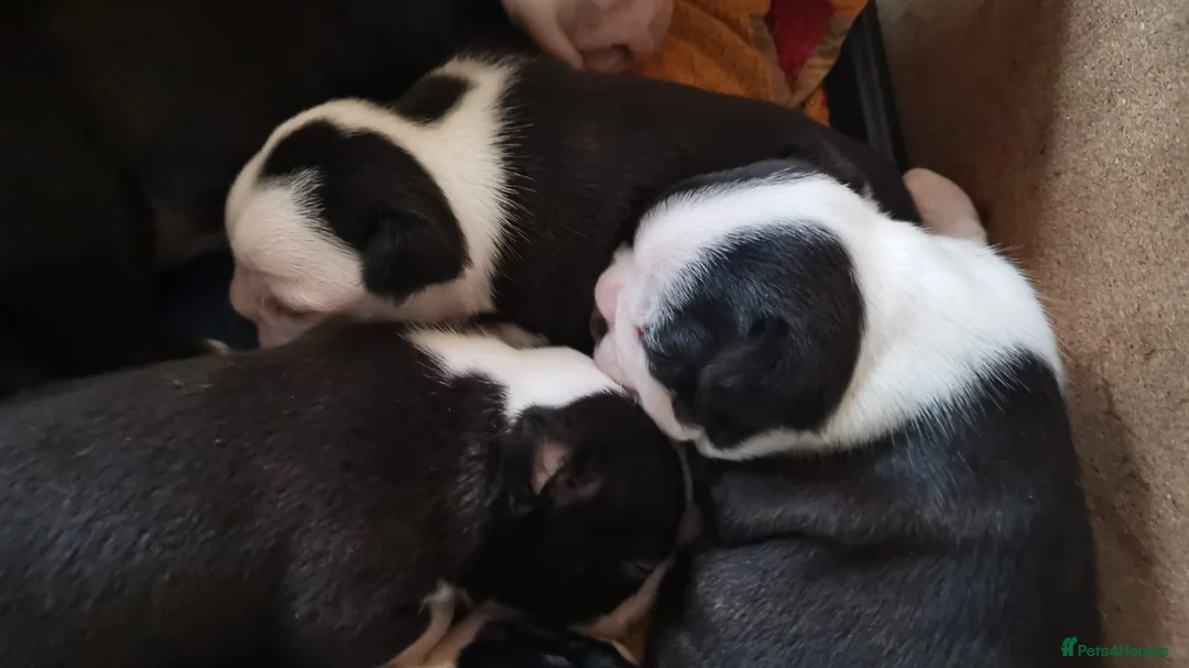 Boston Terrier dogs for stud: Small Proven Boston Terrier Stud in Doncaster - Advert 11