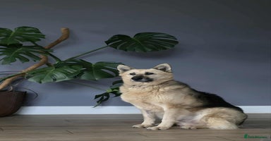 Mixed Breed dogs GUS - The gentleman - Advert 16