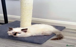 Ragdoll cats for sale: Last lovely ragdoll girl is waiting for U - Image 11